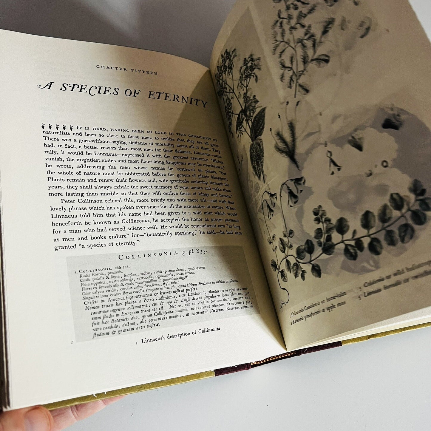 A Species of Eternity By Joseph Kastner, first edition, 1977 HARDCOVER VG++